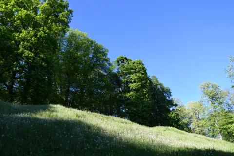 Grönskande natur vid Höjentorps slottsruin i Vallebygden nära Skara under en solig sommardag.