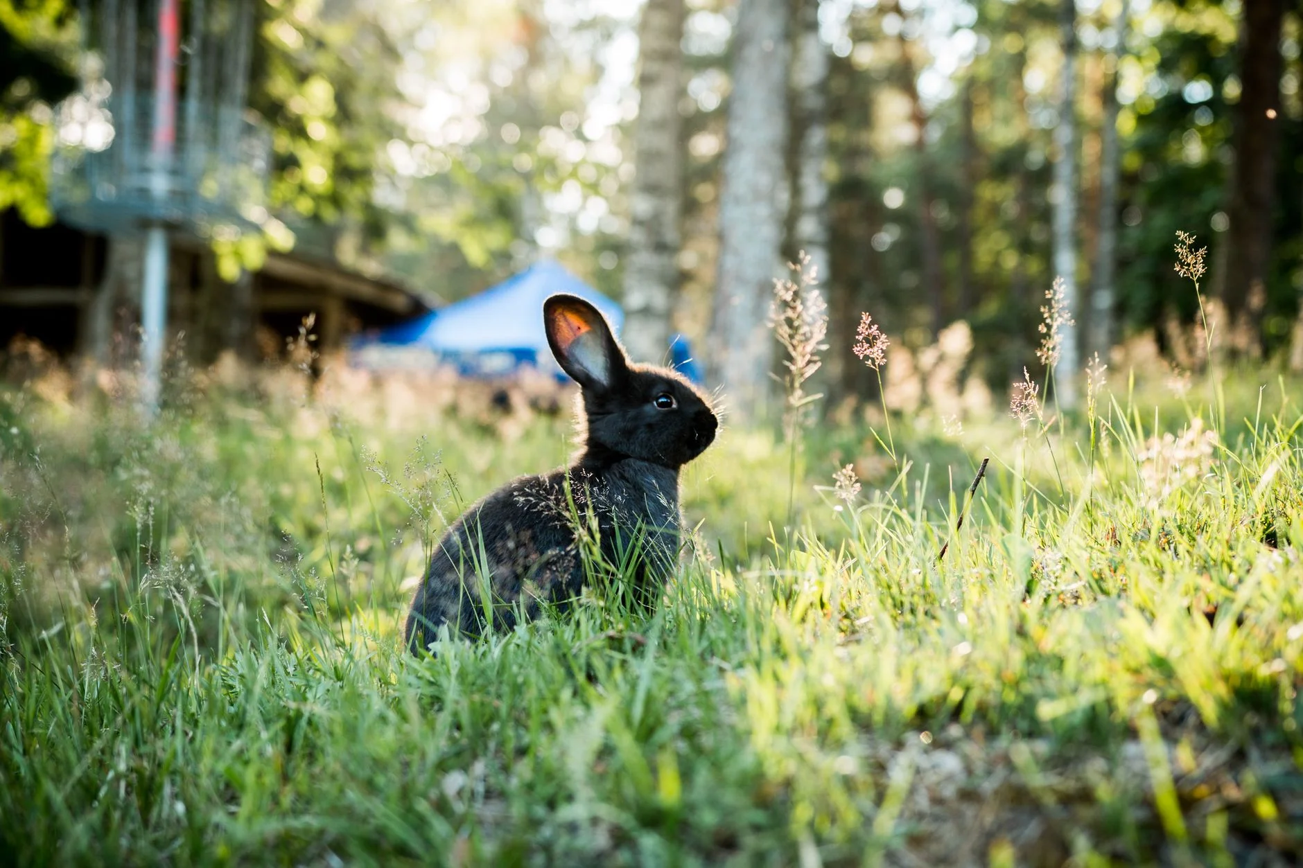 Mössebergs djurpark minizoo