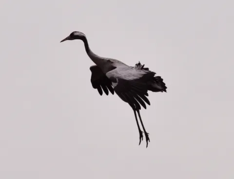 Tranor som dansar och rastar vid Trandansen vid Hornborgasjön i Skara kommun under våren.